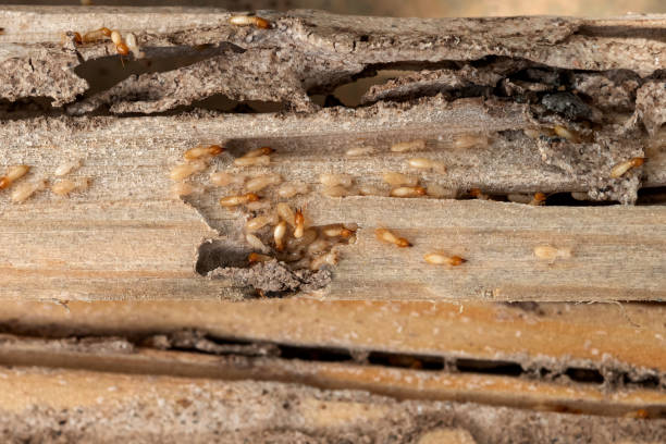 Best Residential Pest Control  in Zwolle, LA